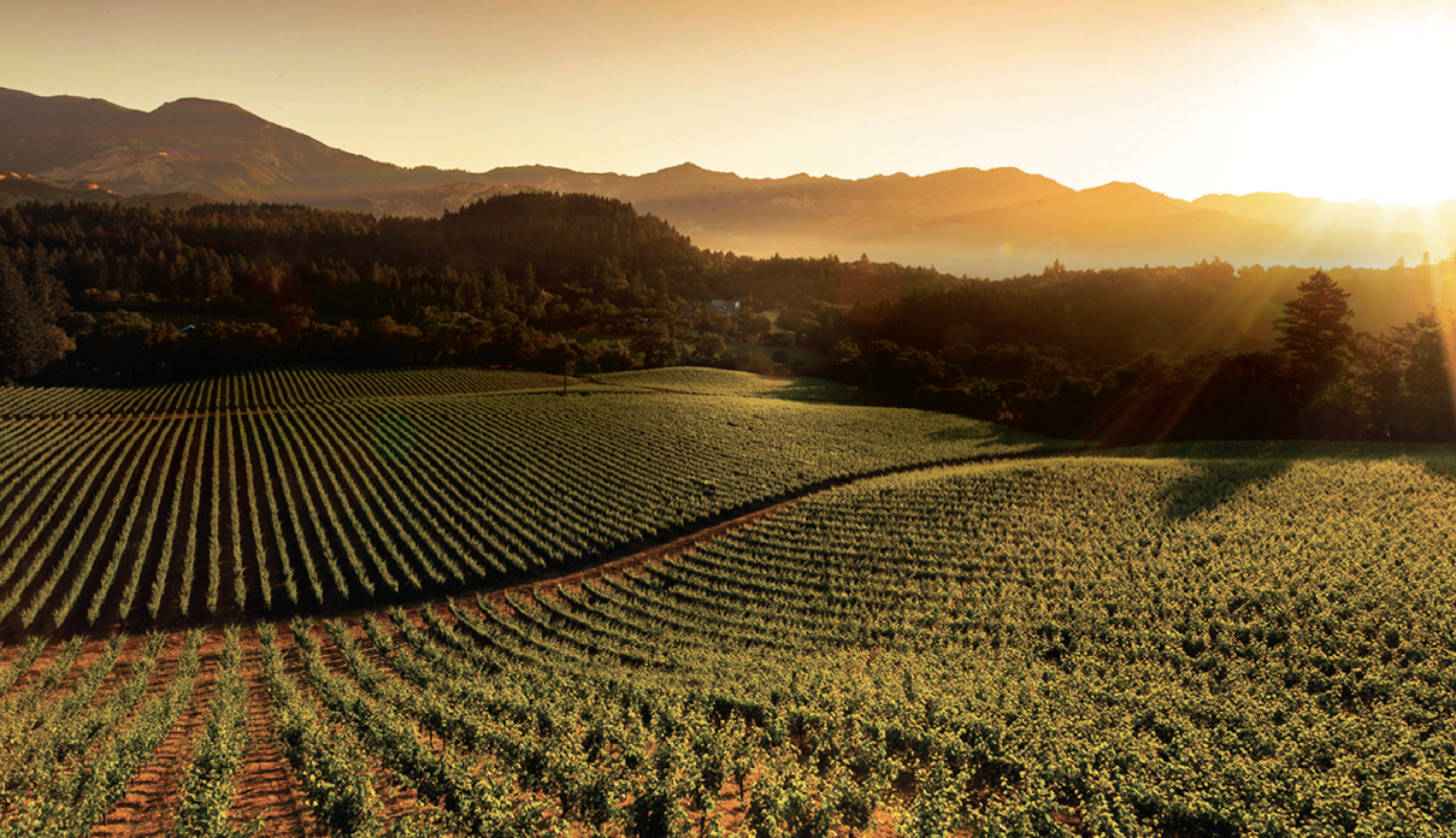 Vineyard